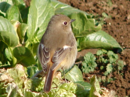 b0061261_064527.jpg