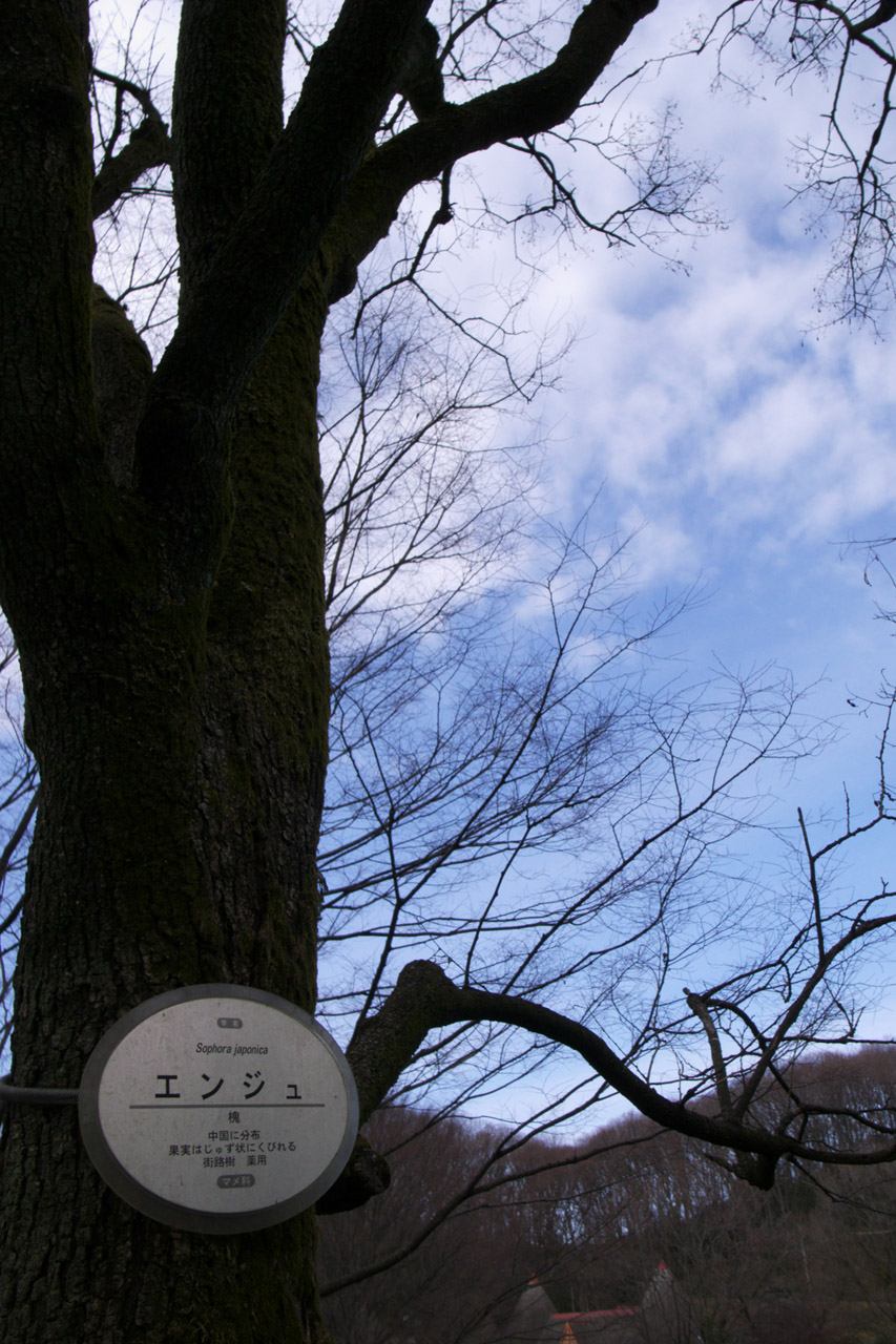 e0060169_793432.jpg