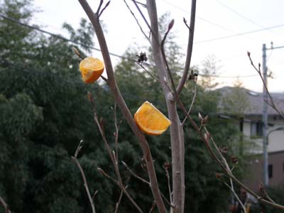 c0122670_22471285.jpg