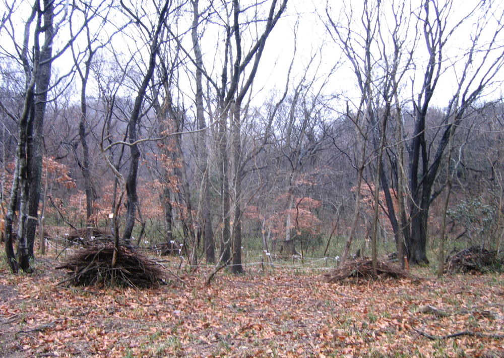 e0049740_18291195.jpg