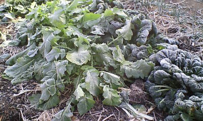 f0153141_2054545.jpg