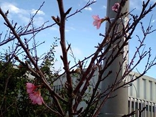 f0068042_2017242.jpg