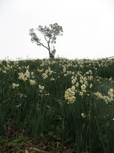 f0139253_084596.jpg