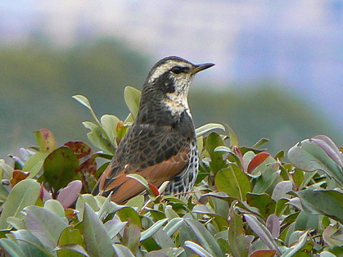 d0091754_19404158.jpg