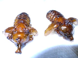 f0106557_0455914.jpg