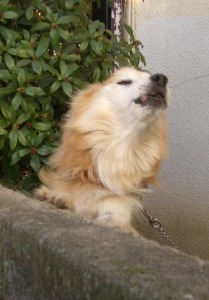 c0078480_012739.jpg