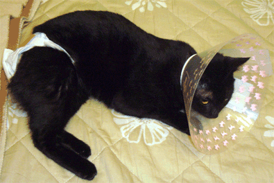 f0001993_10392151.gif