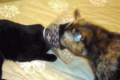 f0001993_10393054.gif
