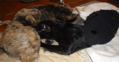 f0001993_10394054.gif