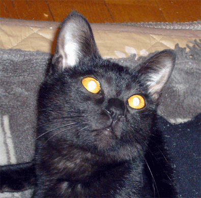 f0001993_10395085.gif