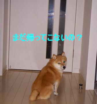 f0004309_17494077.jpg