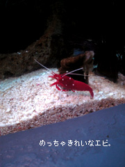 c0029744_4392580.jpg