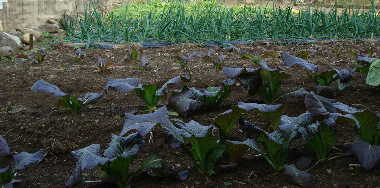 e0111346_19361185.jpg