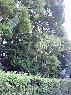 a0100152_1542528.jpg