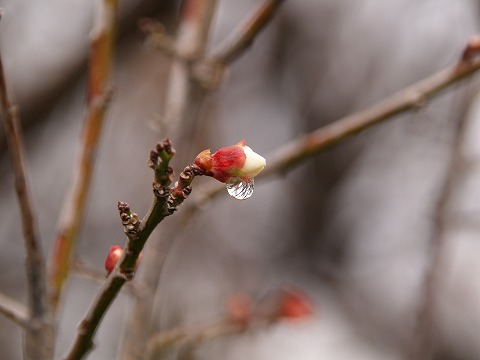 e0119661_1592187.jpg