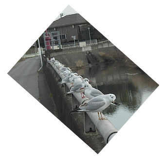 c0096393_2355592.jpg