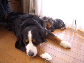 c0143711_18275669.gif