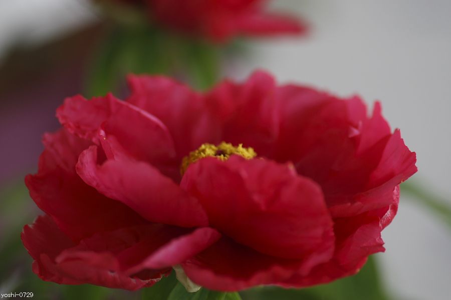 a0104324_4492410.jpg