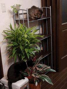 c0136736_10542076.gif