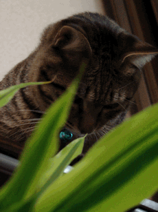 c0136736_10555614.gif