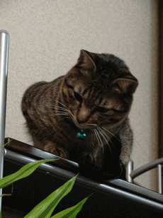c0136736_1055642.gif