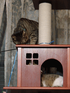 c0136736_13101987.gif