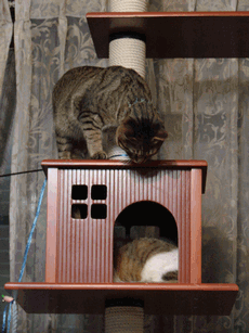 c0136736_13111654.gif