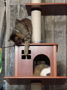 c0136736_13114697.gif