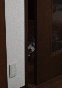 c0136736_13172112.gif