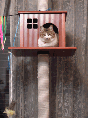 c0136736_137422.gif