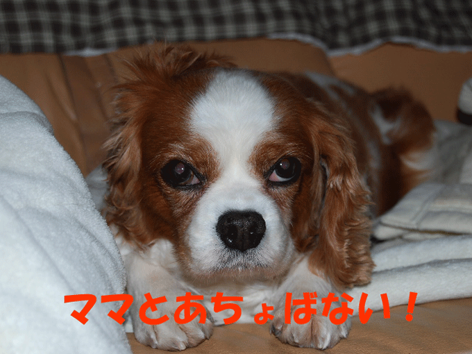 c0136838_21413613.gif