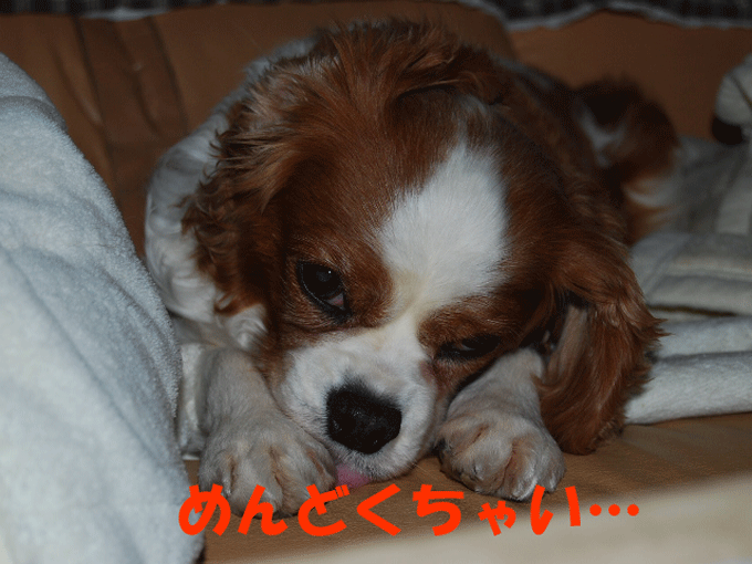 c0136838_2147316.gif