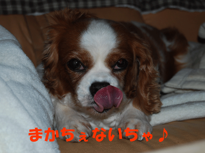 c0136838_2152378.gif