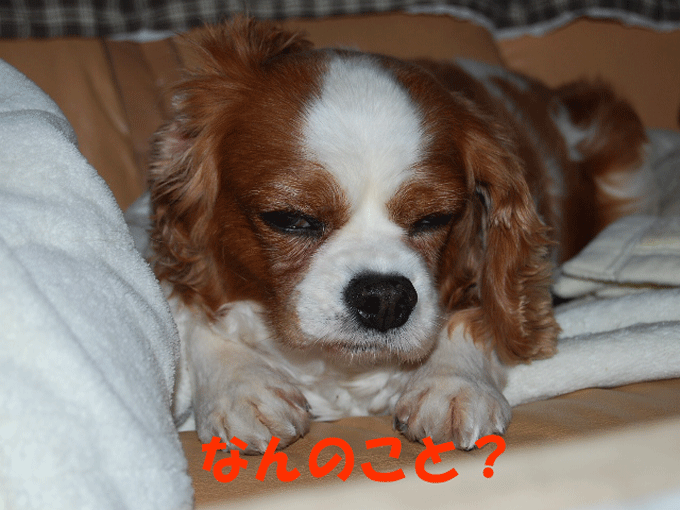 c0136838_21542100.gif