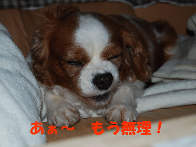 c0136838_21592631.gif