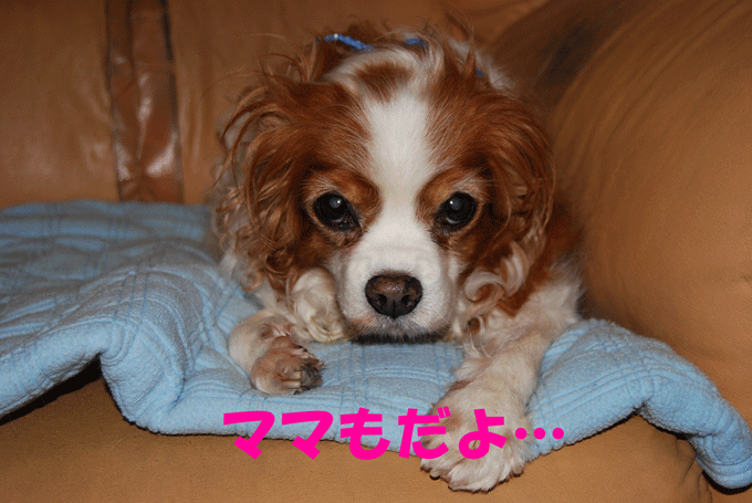 c0136838_22175820.gif
