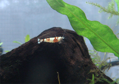 d0096356_23401182.gif