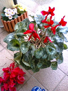 f0074659_16405488.jpg