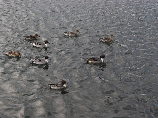 d0087062_7535889.jpg