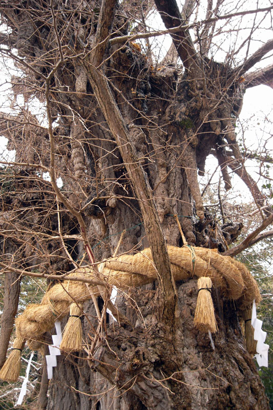 PHOTO:鶴岡八幡宮