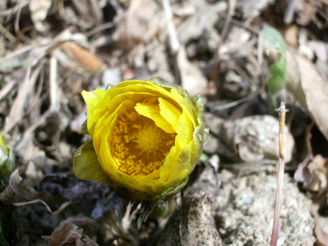 e0025300_12373537.jpg