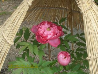 b0061107_16363496.jpg