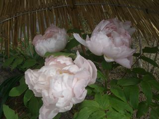 b0061107_16375597.jpg