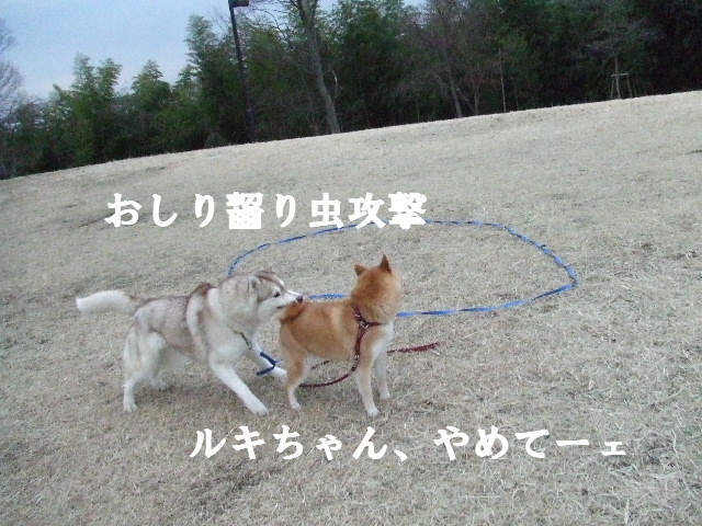e0121548_1532542.jpg