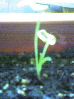 c0024558_2336376.jpg