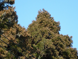 e0099905_21584481.jpg