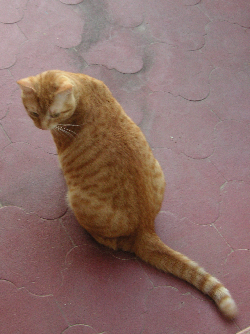 e0115312_164264.jpg