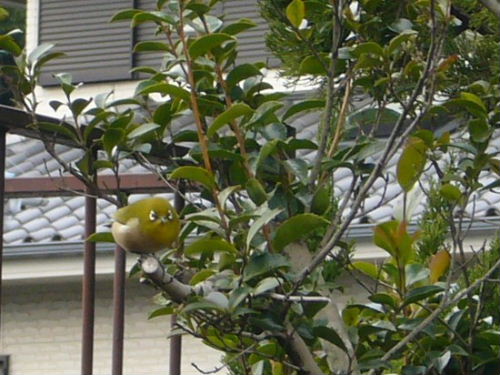 d0075131_922543.jpg