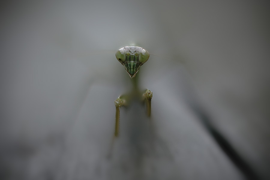 d0004832_853305.jpg