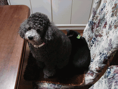 c0136736_22505423.gif